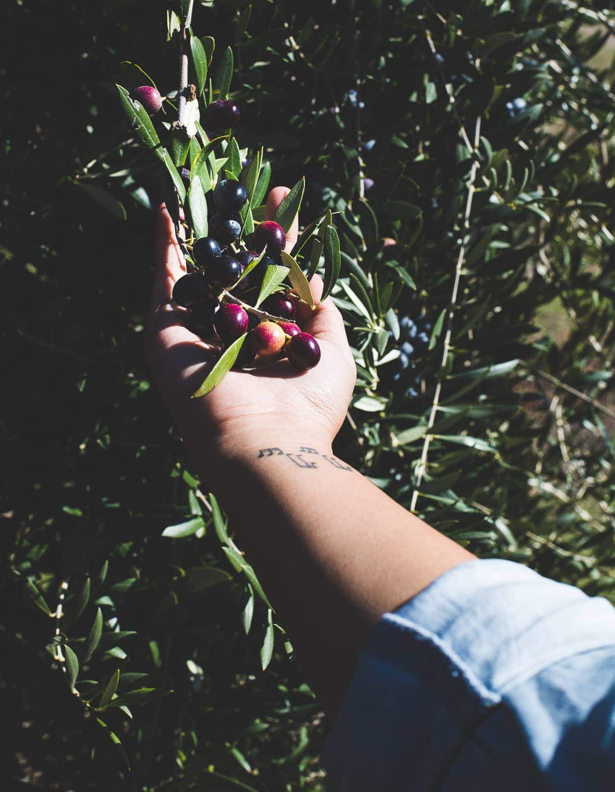 Olives on the branch
