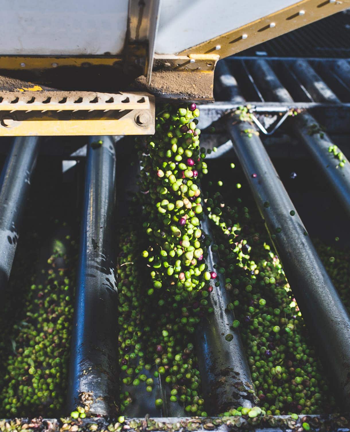 Olive Oil Harvest, California