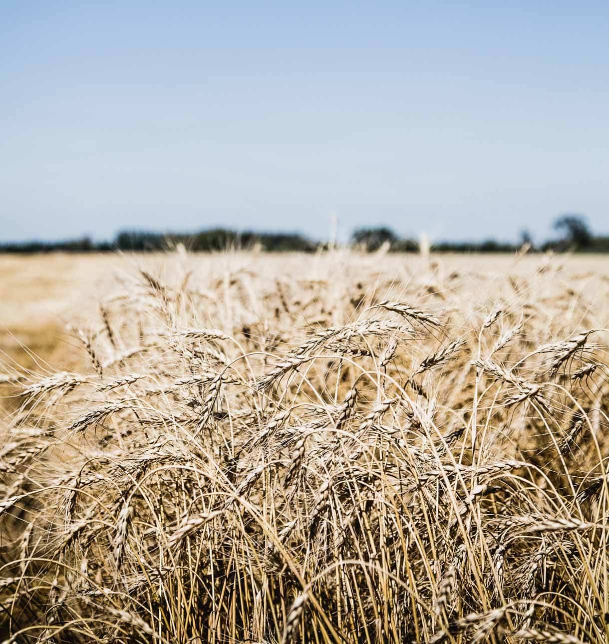Wheat fields in Whitemouth -- prairie of Manitoba // traveling to winnipeg