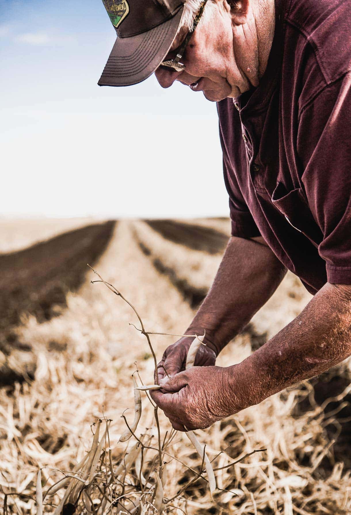 bean farmer with dry beans in hand, in a Nebraska bean field