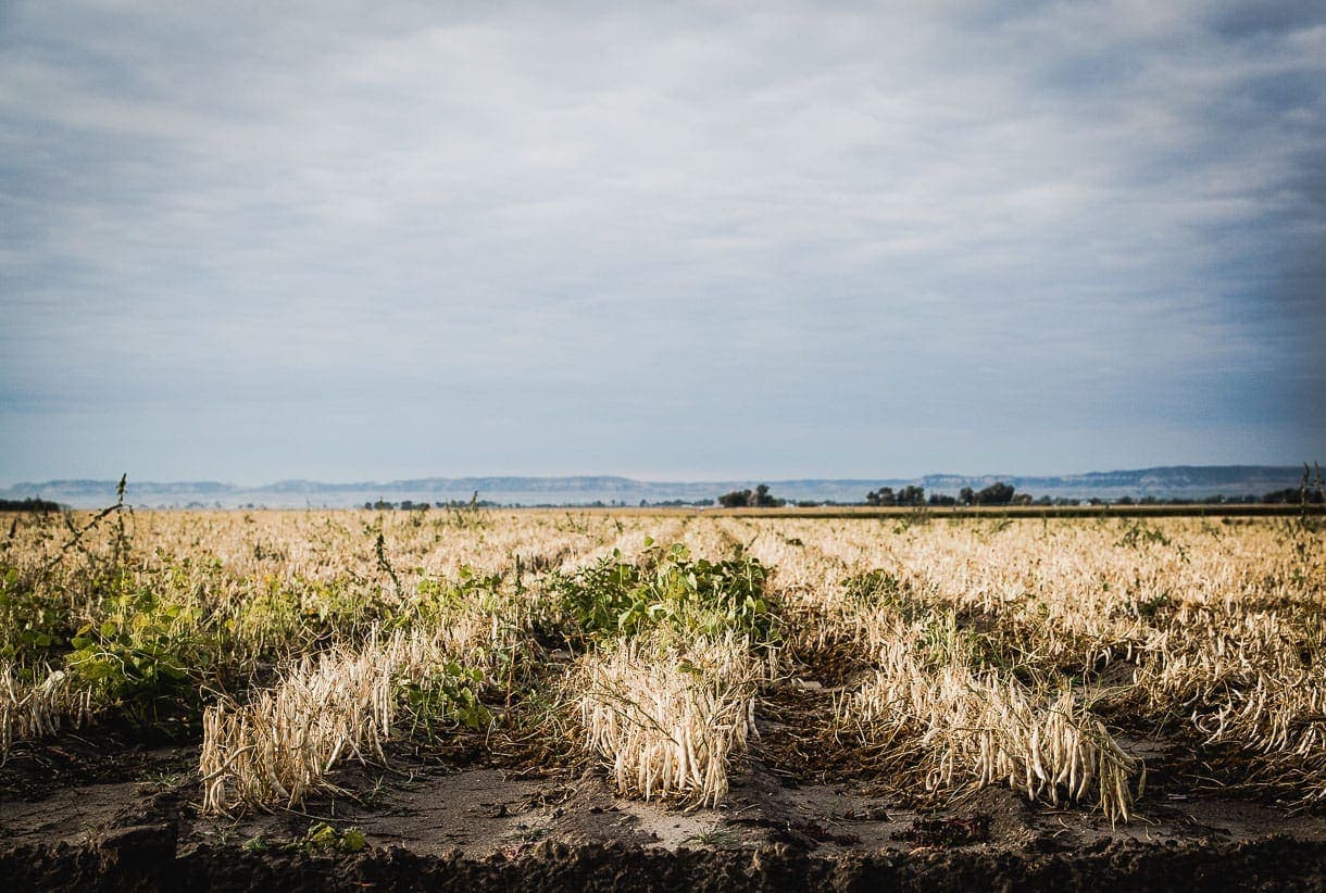 Nebraska bean fields