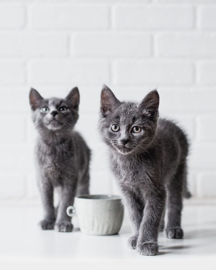 Blue Russian Kittens