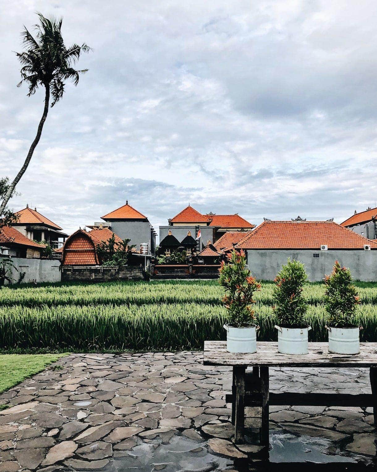 bali rice paddies