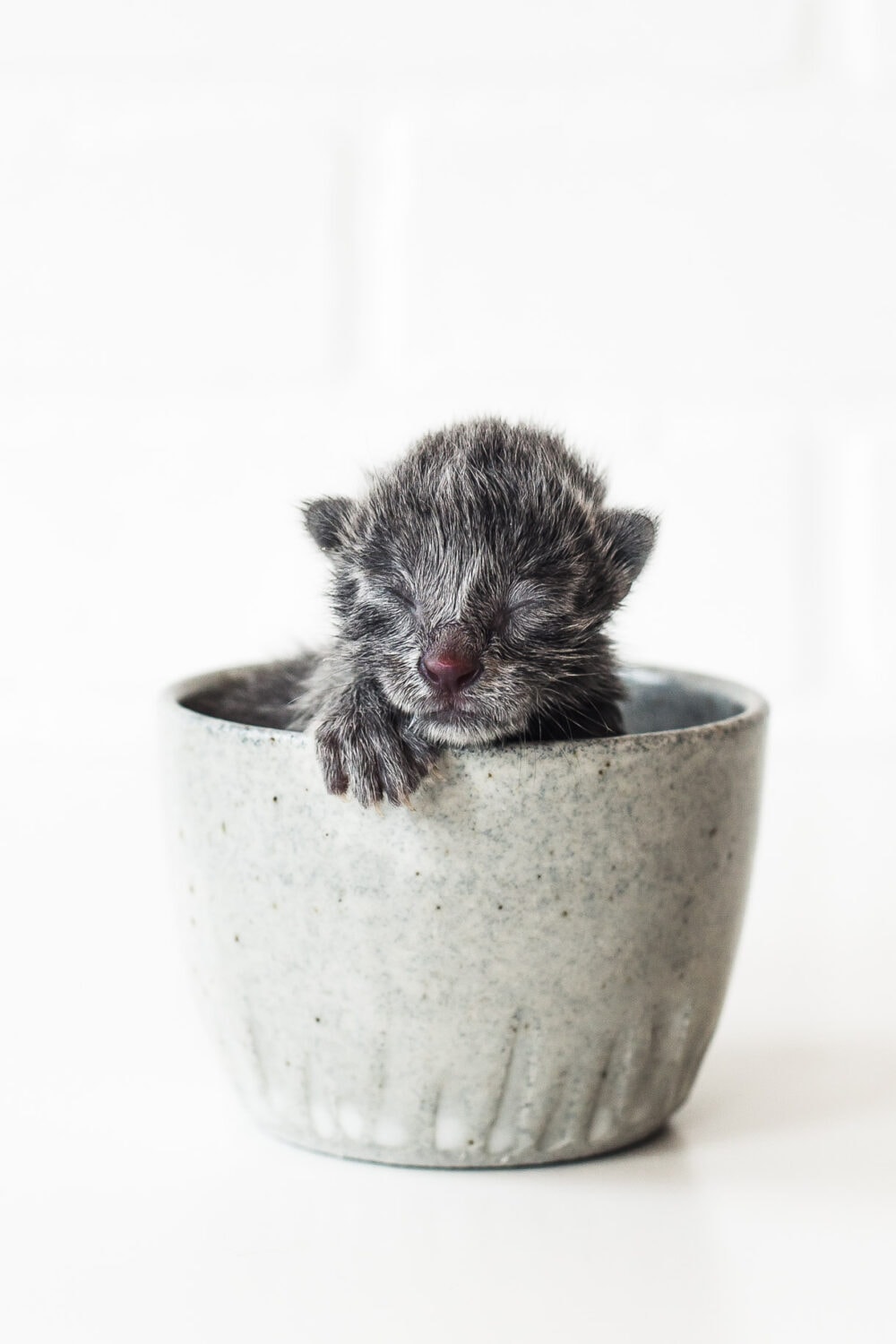 tiny gray kitten in a coffee mug